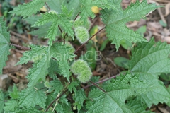 Girardinia diversifolia